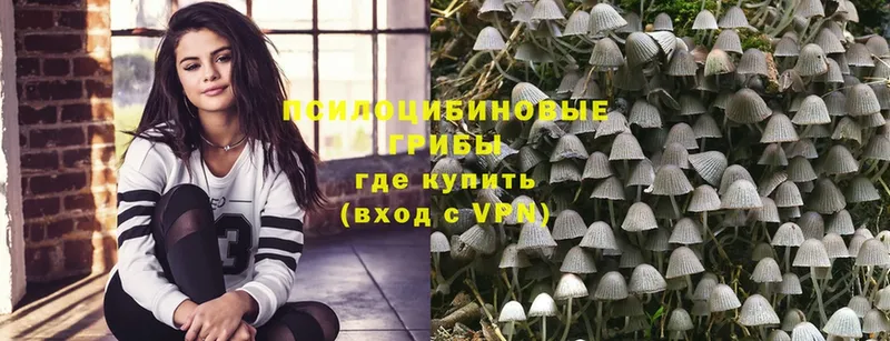 закладка  Кузнецк  Псилоцибиновые грибы Psilocybe 